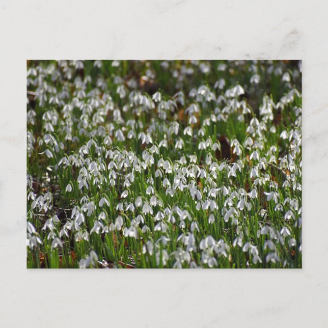 Blume Postkarte (Vorderseite)