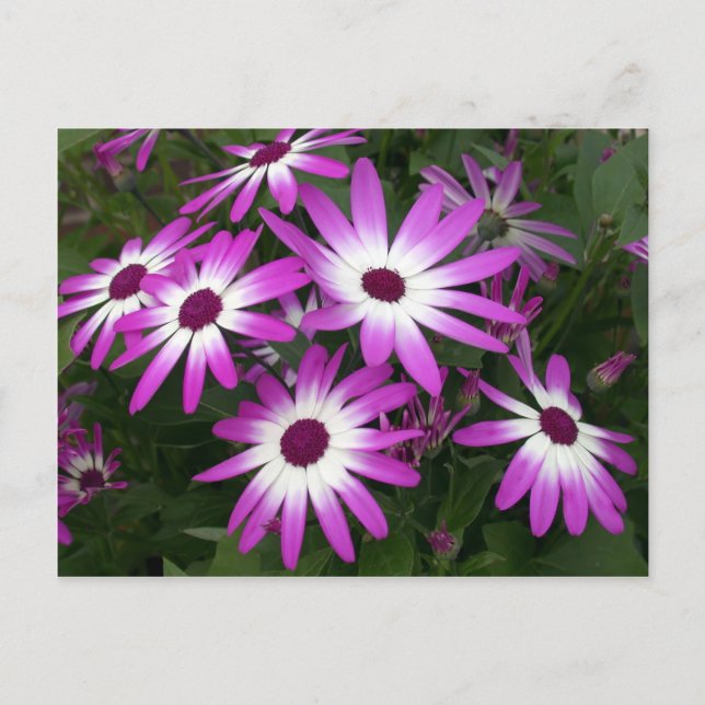 Blume Postkarte (Vorderseite)