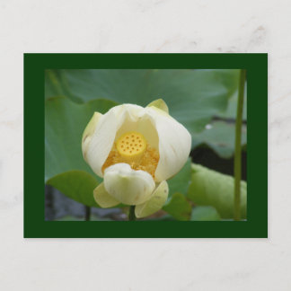 Blume Postkarte
