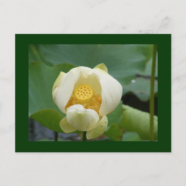 Blume Postkarte (Vorderseite)