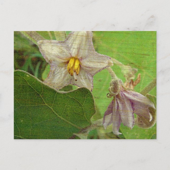 Blume Postkarte (Vorderseite)