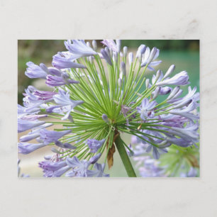 Blume Postkarte