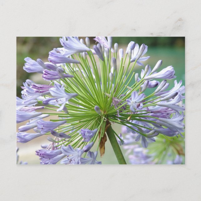 Blume Postkarte (Vorderseite)