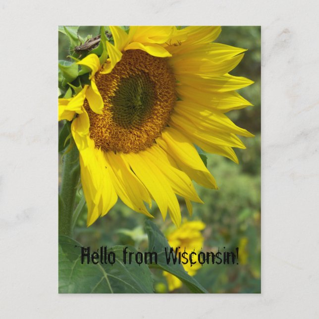 Blume Postkarte (Vorderseite)