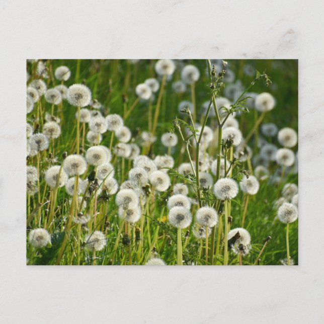 Blume Postkarte (Vorderseite)