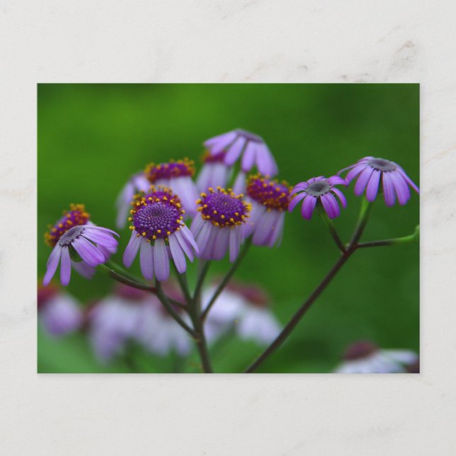 Blume Postkarte (Vorderseite)