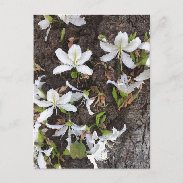 Blume Postkarte (Vorderseite)