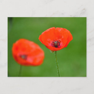 Blume Postkarte