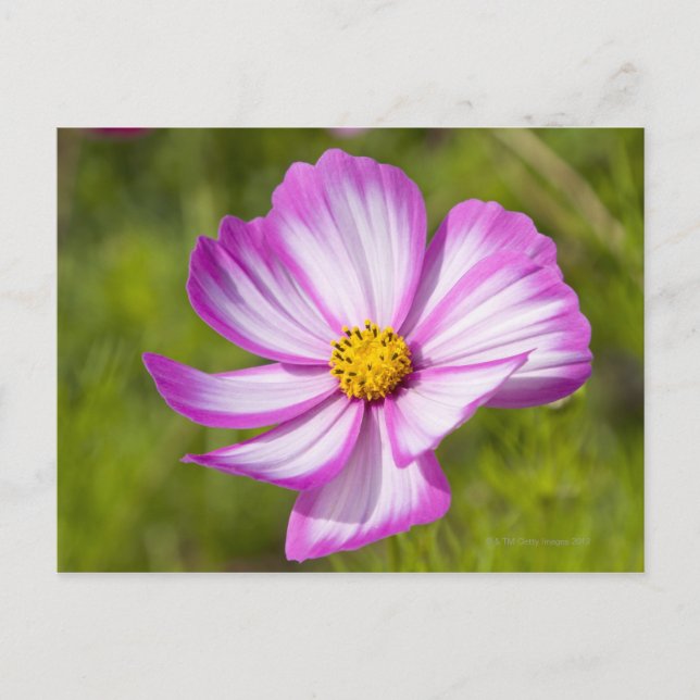 Blume Postkarte (Vorderseite)