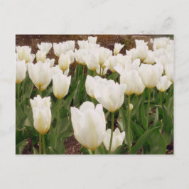 Blume Postkarte