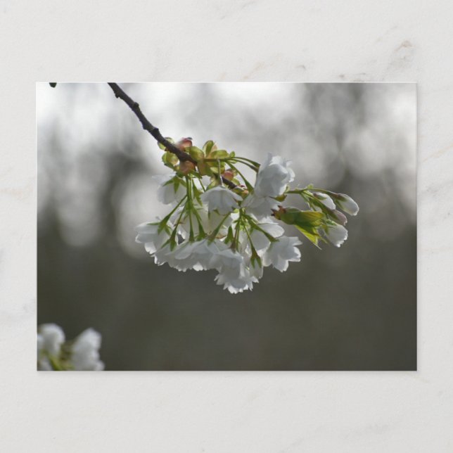 Blume Postkarte (Vorderseite)