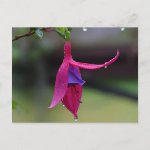 Blume Postkarte