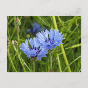 Blume Postkarte