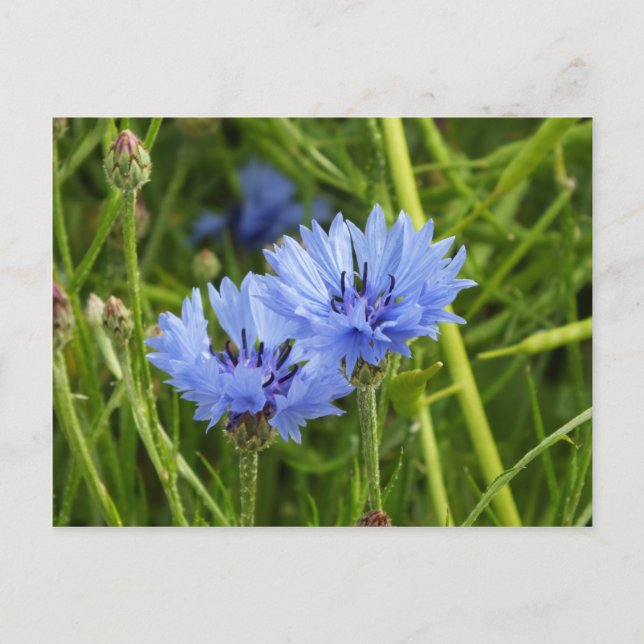 Blume Postkarte (Vorderseite)