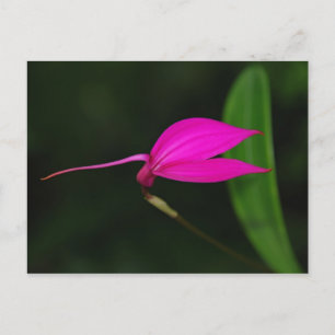 Blume Postkarte