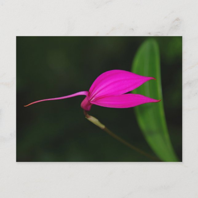 Blume Postkarte (Vorderseite)