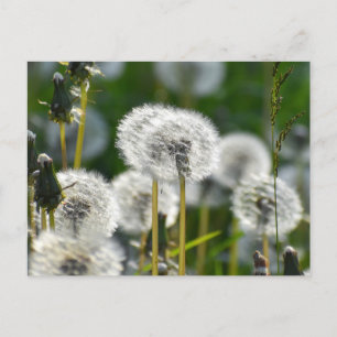 Blume Postkarte