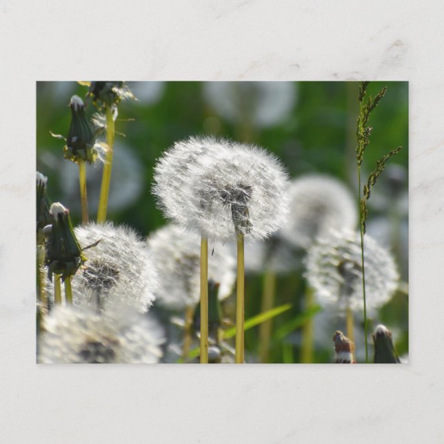 Blume Postkarte (Vorderseite)
