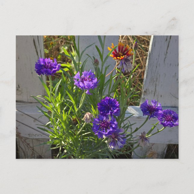 Blume Postkarte (Vorderseite)