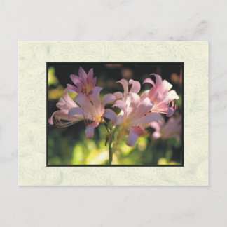 Blume Postkarte