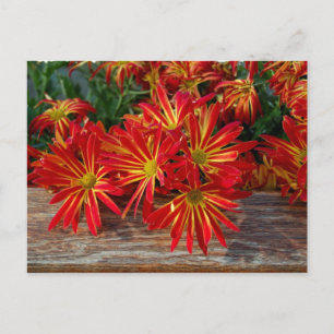 Blume Postkarte