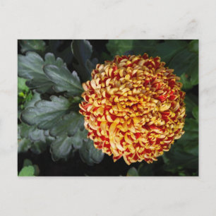 Blume Postkarte