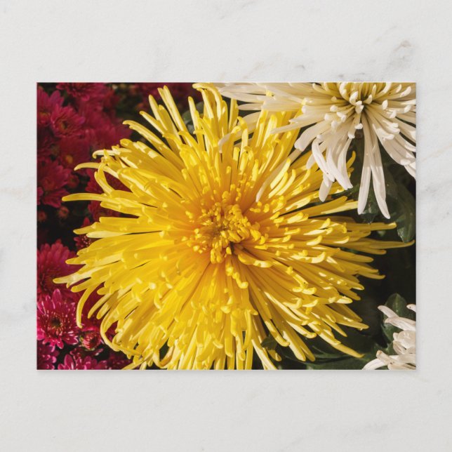 Blume Postkarte (Vorderseite)