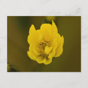 Blume Postkarte