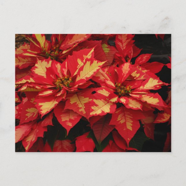 Blume Postkarte (Vorderseite)