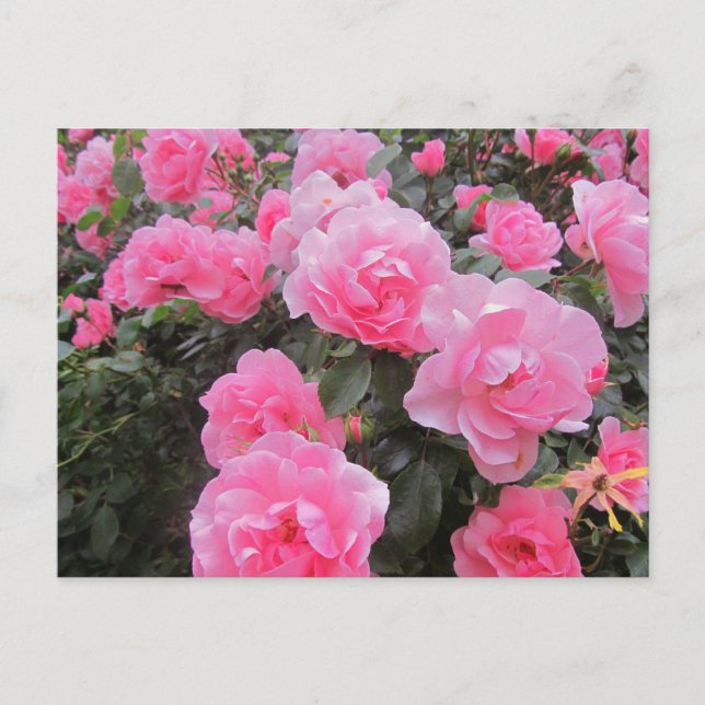 Blume Postkarte (Vorderseite)