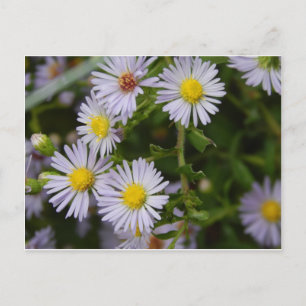 Blume Postkarte