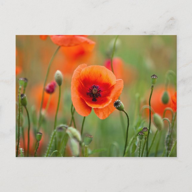 Blume Postkarte (Vorderseite)