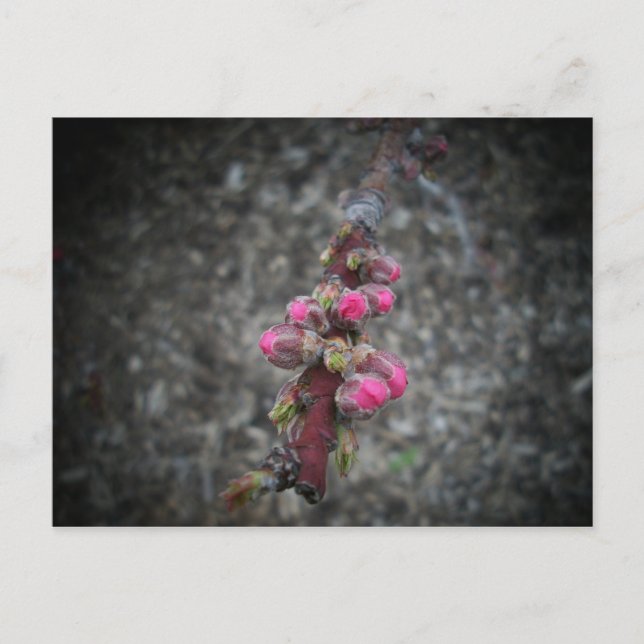 Blume Postkarte (Vorderseite)