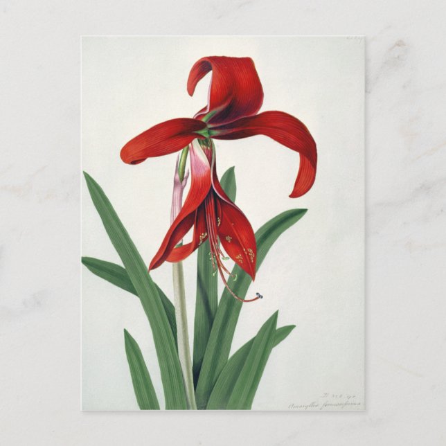 Blume Postkarte (Vorderseite)