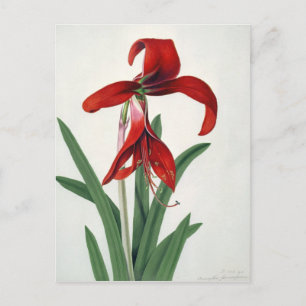 Blume Postkarte