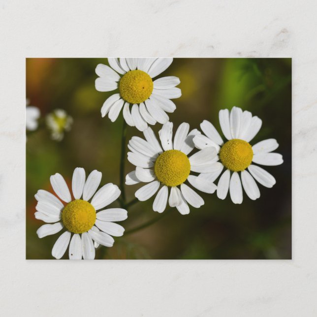 Blume Postkarte (Vorderseite)