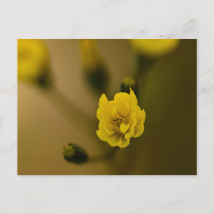 Blume Postkarte