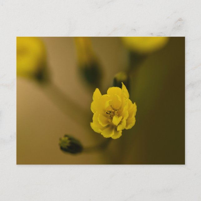 Blume Postkarte (Vorderseite)