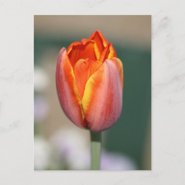 Blume Postkarte (Vorderseite)