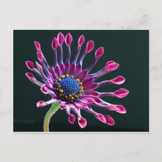 Blume Postkarte