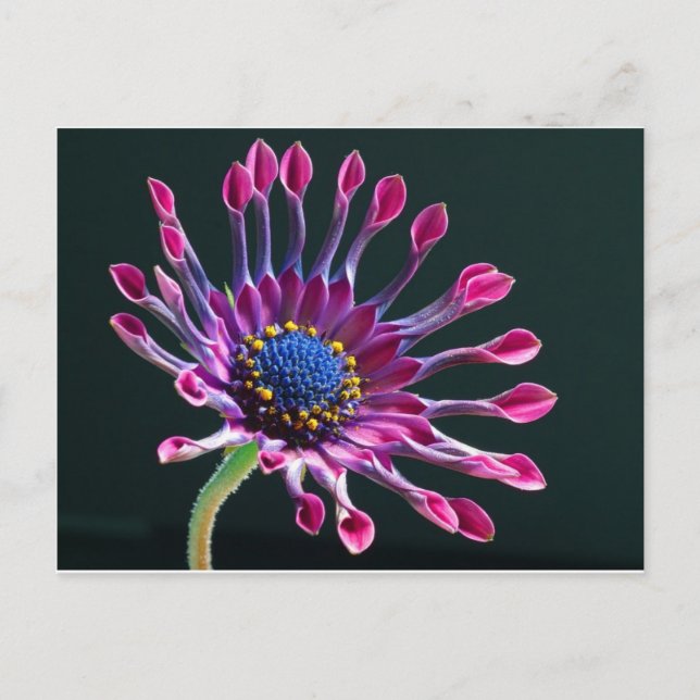 Blume Postkarte (Vorderseite)