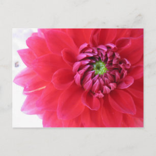 Blume Postkarte