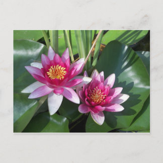 Blume Postkarte