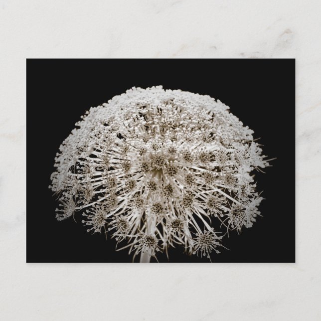 Blume Postkarte (Vorderseite)