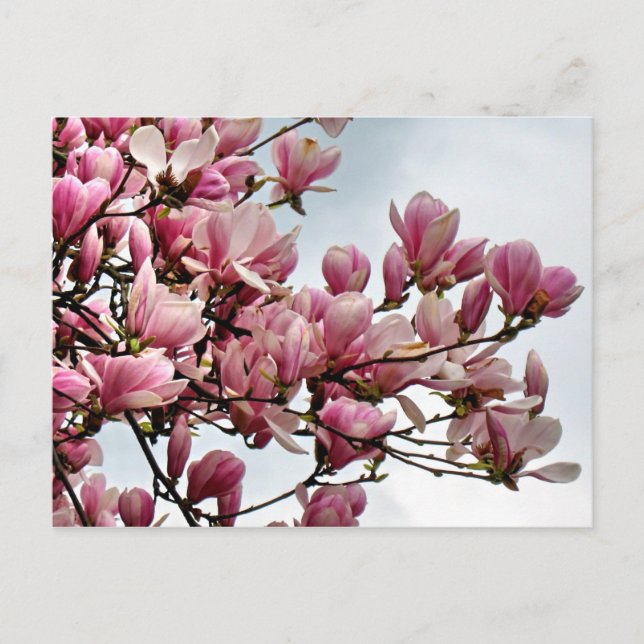 Blume Postkarte 79 (Vorderseite)