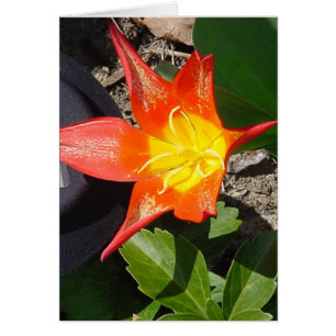 Blume Power