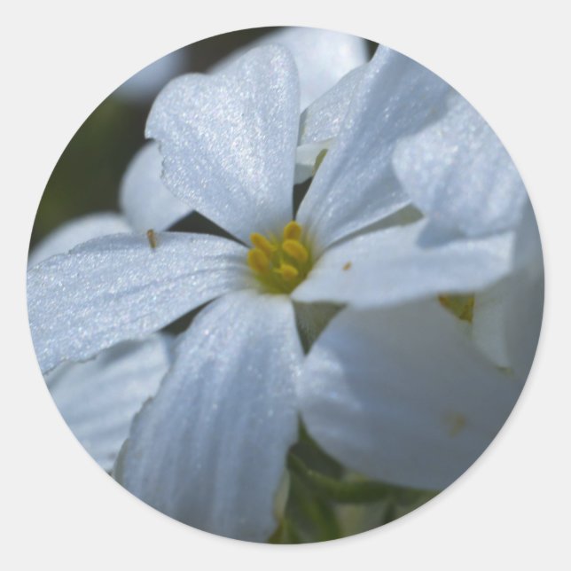 Blume Power Runder Aufkleber (Vorderseite)