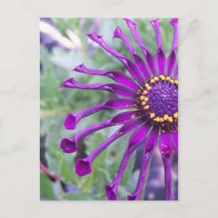 Blume Power Spider Lila Postkarte