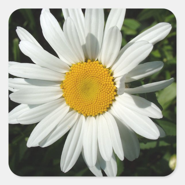 Blume Quadratischer Aufkleber (Vorderseite)