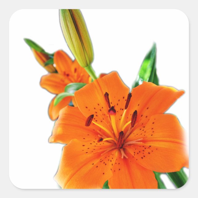 Blume Quadratischer Aufkleber (Vorderseite)